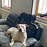Maya participe au concours pour gagner de l'argent avec cette photo : dog, white_dog, black_dog, couch, leather_couch, window, curtains, indoor, pets, relaxing, domestic, furniture, radiator, resting, companion, animal, two_dogs, home, cozy, sunlight