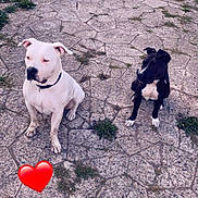 Maya a rejoint le concours — aidez-le/la à gagner de superbes lots ! dog, white_dog, black_dog, sitting, outdoor, pavement, stone_floor, house, door, steps, grass, collar, pets, animal, cute, heart_emoji, yard, canine, companions, waiting