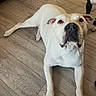 dog, white_dog, black_and_white_dog, wooden_floor, indoor, pet, animal, canine, laying_down, flooring, domestic_animal, looking_up, ears, paws, snout, fur, companion, cute, relaxed, house