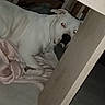 dog, white_dog, table, blanket, indoor, floor, wooden_furniture, pet, animal, resting, laying_down, red_eye, shadow, dark, night, home, domestic, quiet, hidden, partially_obscured