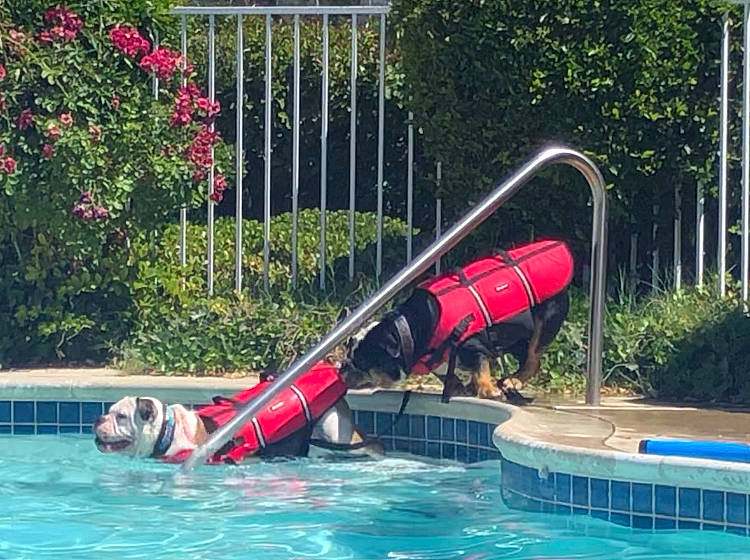 Jiggy is registered to the contest to win money with this photo: amusement_park, backyard, chute, fun, games, leisure, leisure_centre, nonbuilding_structure, park, playground_slide, recreation, swimming_pool, water, water_park