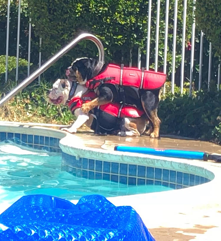 Jiggy joined the competition — help win amazing prizes! amusement_park, backyard, fun, leisure, nonbuilding_structure, recreation, swimming_pool, vacation, water, water_feature, water_park