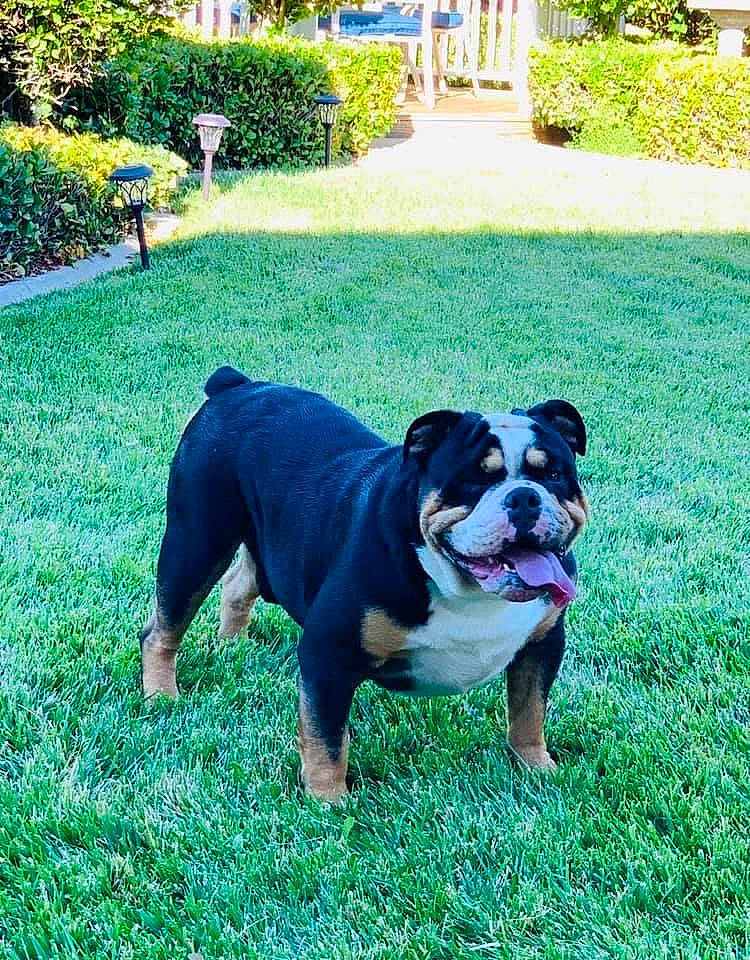 Jiggy is registered to the contest to win money with this photo: american_bulldog, australian_bulldog, bulldog, canidae, carnivore, companion_dog, dog, dog_breed, fawn, grass, mammal, molosser, non_sporting_group, old_english_bulldog, olde_english_bulldogge, rare_breed_dog, renascence_bulldogge, snout, toy_bulldog, vertebrate