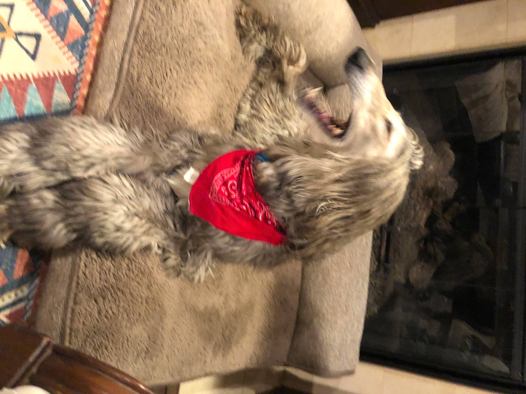 Sookie is registered to the contest to win money with this photo: canidae, carnivore, dog_breed, fur, irish_wolfhound, miniature_schnauzer, snout, sporting_group, textile