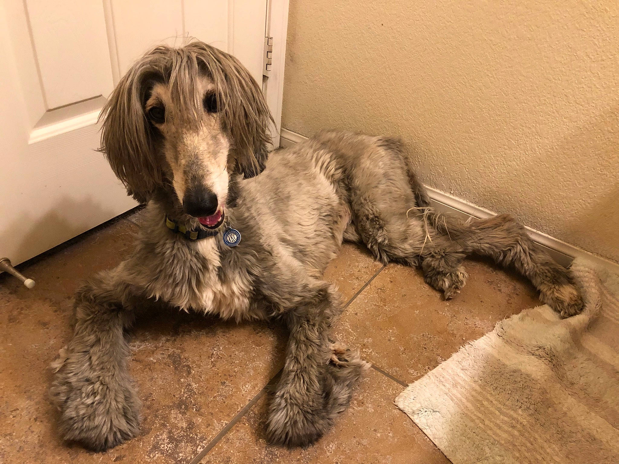 Sookie joined the competition — help win amazing prizes! canidae, carnivore, dog, dog_breed, mammal, rare_breed_dog, sporting_group, vertebrate