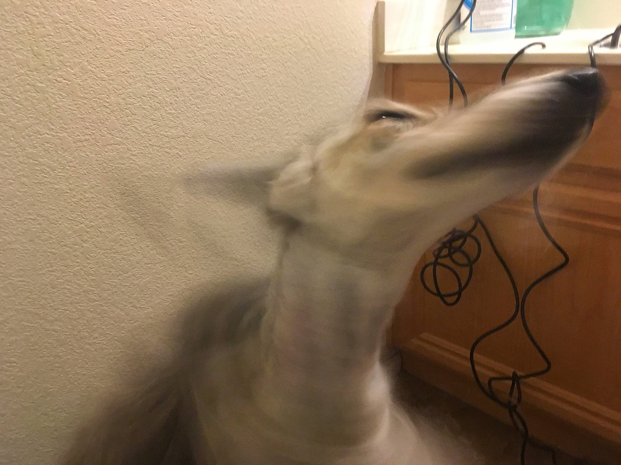 Sookie joined the competition — help win amazing prizes! canidae, carnivore, cat, drawing, ear, hand, head, italian_greyhound, jaw, neck, snout, tail, whippet, whiskers