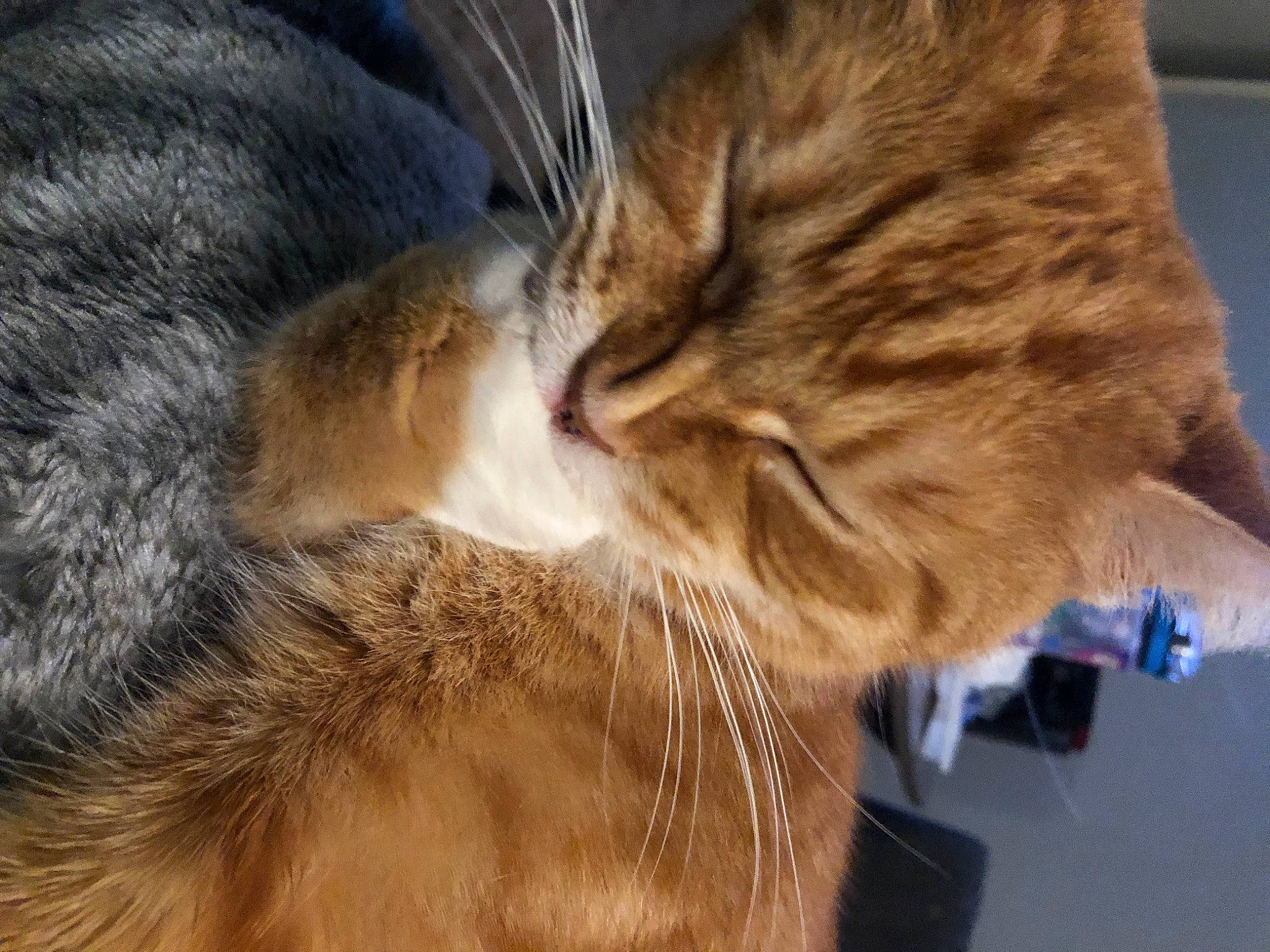 Mirri is registered to the contest to win money with this photo: carnivore, cat, claw, comfort, domestic_short_haired_cat, ear, fawn, felidae, fur, gesture, mammal, nap, paw, sleep, small_to_medium_sized_cats, snout, tail, vertebrate, whiskers, wildlife