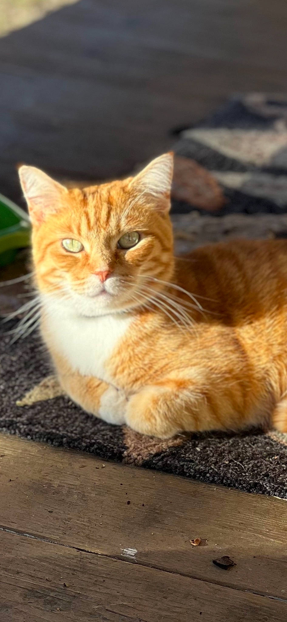 Mirri joined the competition — help win amazing prizes! art, carnivore, cat, domestic_short_haired_cat, fawn, felidae, fur, grass, paw, plant, road_surface, sitting, small_to_medium_sized_cats, snout, tail, tree, whiskers, wildlife, window, wood