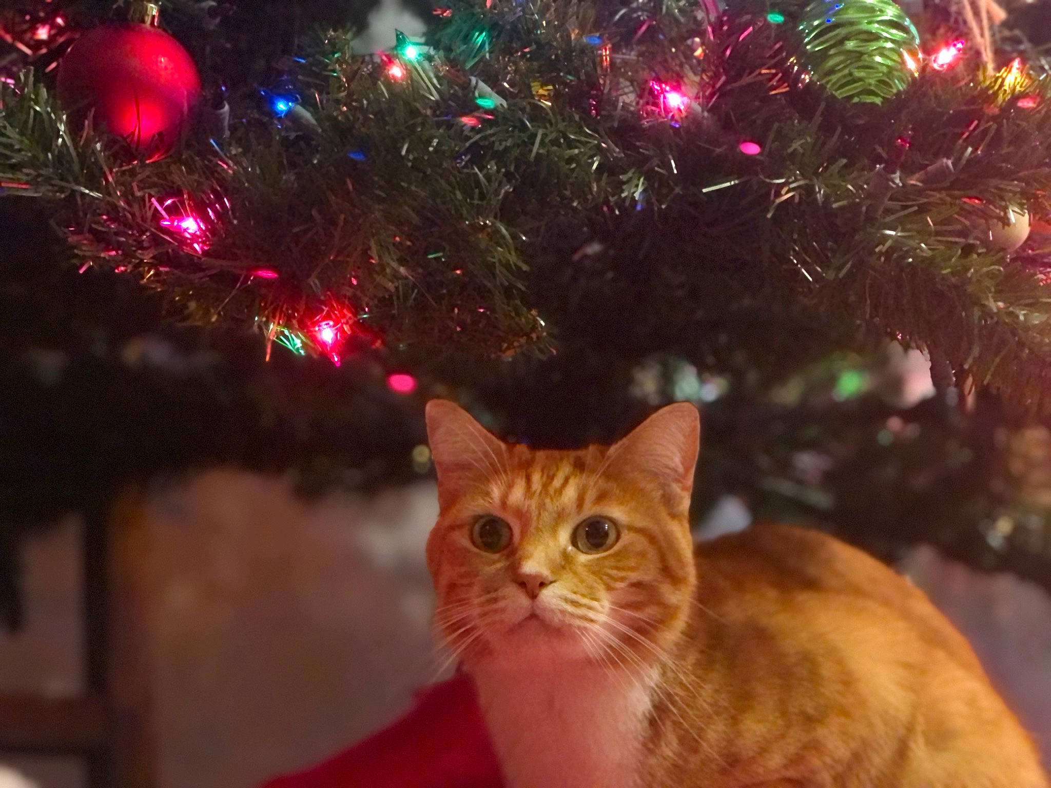 Mirri is registered to the contest to win money with this photo: branch, carnivore, cat, christmas_decoration, christmas_ornament, christmas_tree, event, evergreen, fawn, felidae, holiday_ornament, light, lighting, ornament, plant, small_to_medium_sized_cats, tree, whiskers, wood, woody_plant