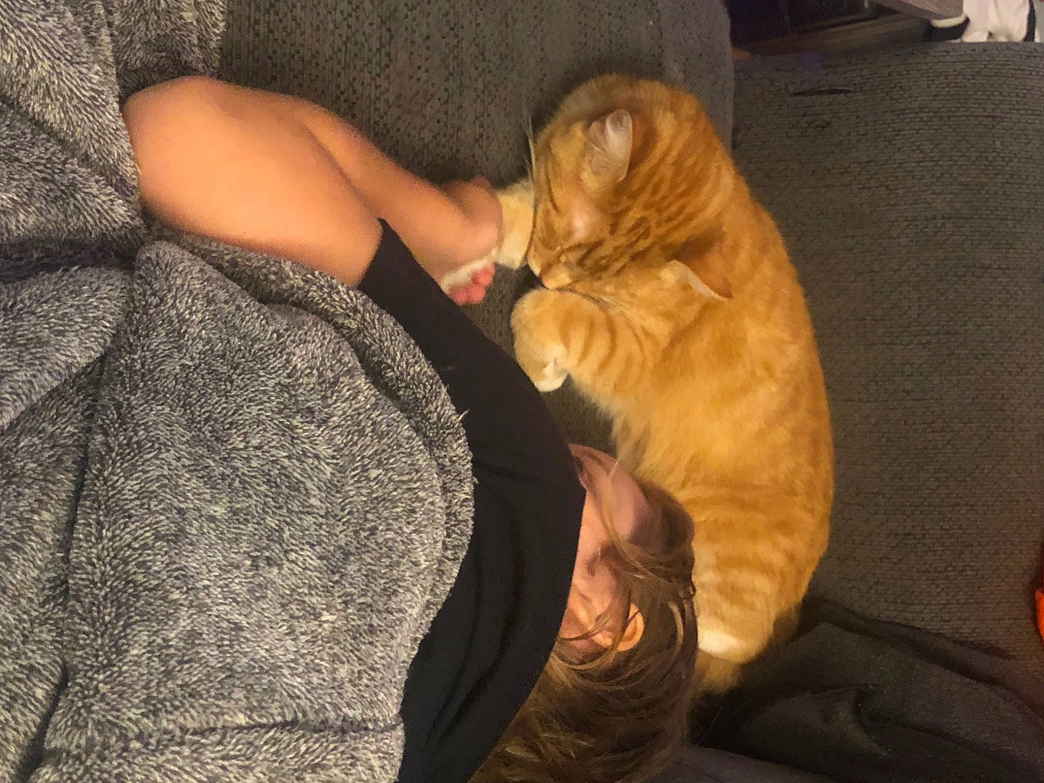 Mirri joined the competition — help win amazing prizes! carnivore, comfort, companion_dog, dog, dog_breed, ear, fawn, felidae, flooring, fur, gesture, hardwood, human_leg, retriever, small_to_medium_sized_cats, tail, thigh, whiskers, wood, wrinkle