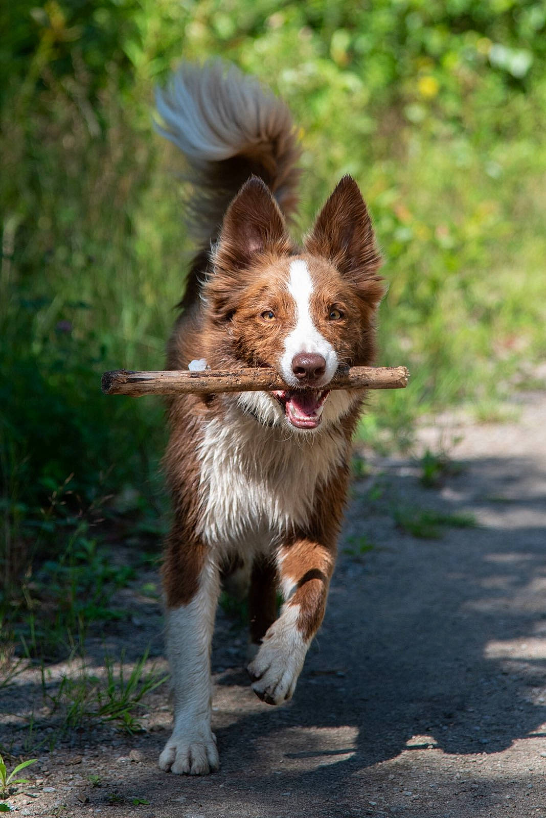 Angie a rejoint le concours — aidez-le/la à gagner de superbes lots ! australian_collie, border_collie, canidae, carnivore, companion_dog, dog, dog_breed, fawn, mammal, sporting_group, vertebrate