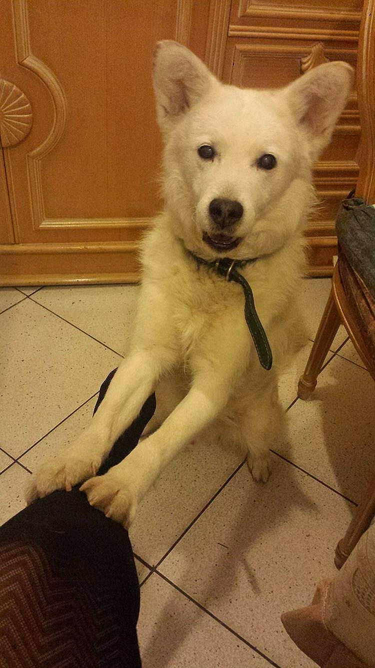 Pacco participe au concours pour gagner de l'argent avec cette photo : ancient_dog_breeds, canidae, carnivore, companion_dog, dog, dog_breed, dog_collar, fawn, floor, flooring, fur, giant_dog_breed, puppy, snout, sporting_group, tail, whiskers, wood, working_animal, working_dog