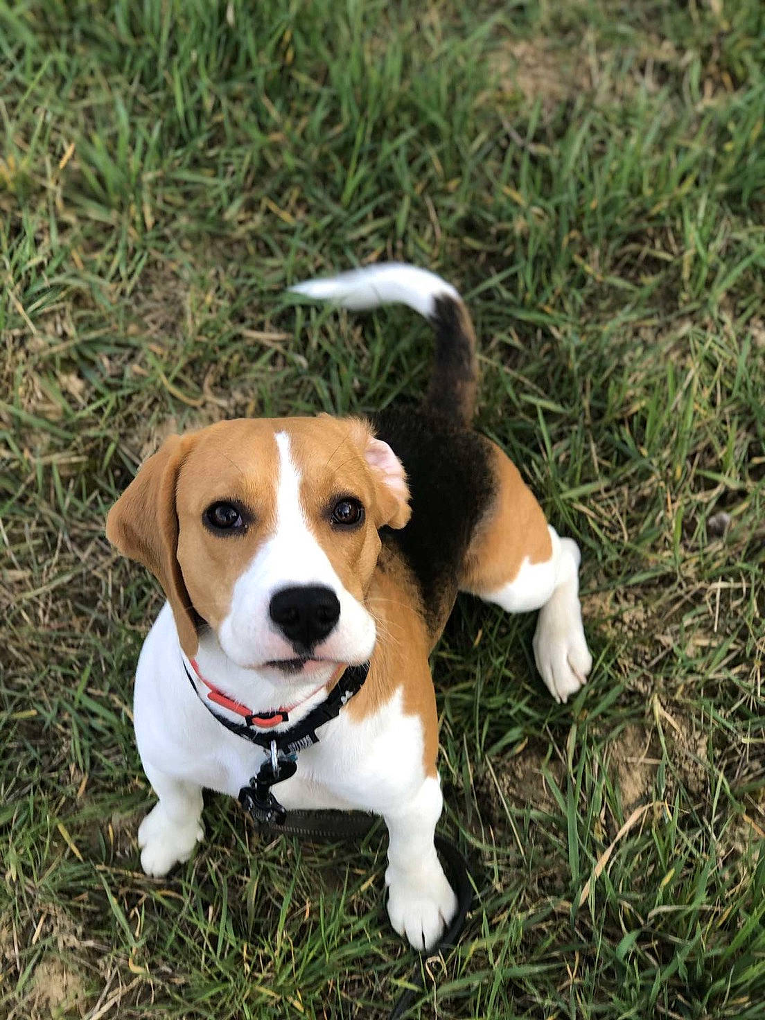 Paco participe au concours pour gagner de l'argent avec cette photo : american_foxhound, beagle, beagle_harrier, canidae, carnivore, companion_dog, dog, dog_breed, drever, english_foxhound, estonian_hound, finnish_hound, hamiltonstovare, harrier, mammal, puppy, russell_terrier, serbian_tricolour_hound, vertebrate, westphalian_dachsbracke