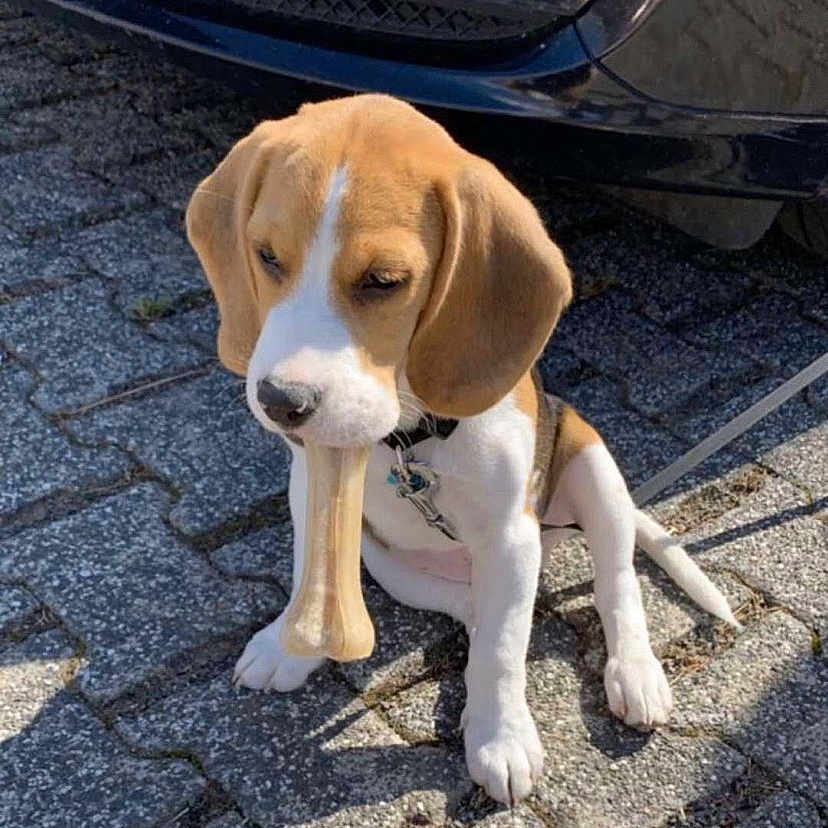 Paco