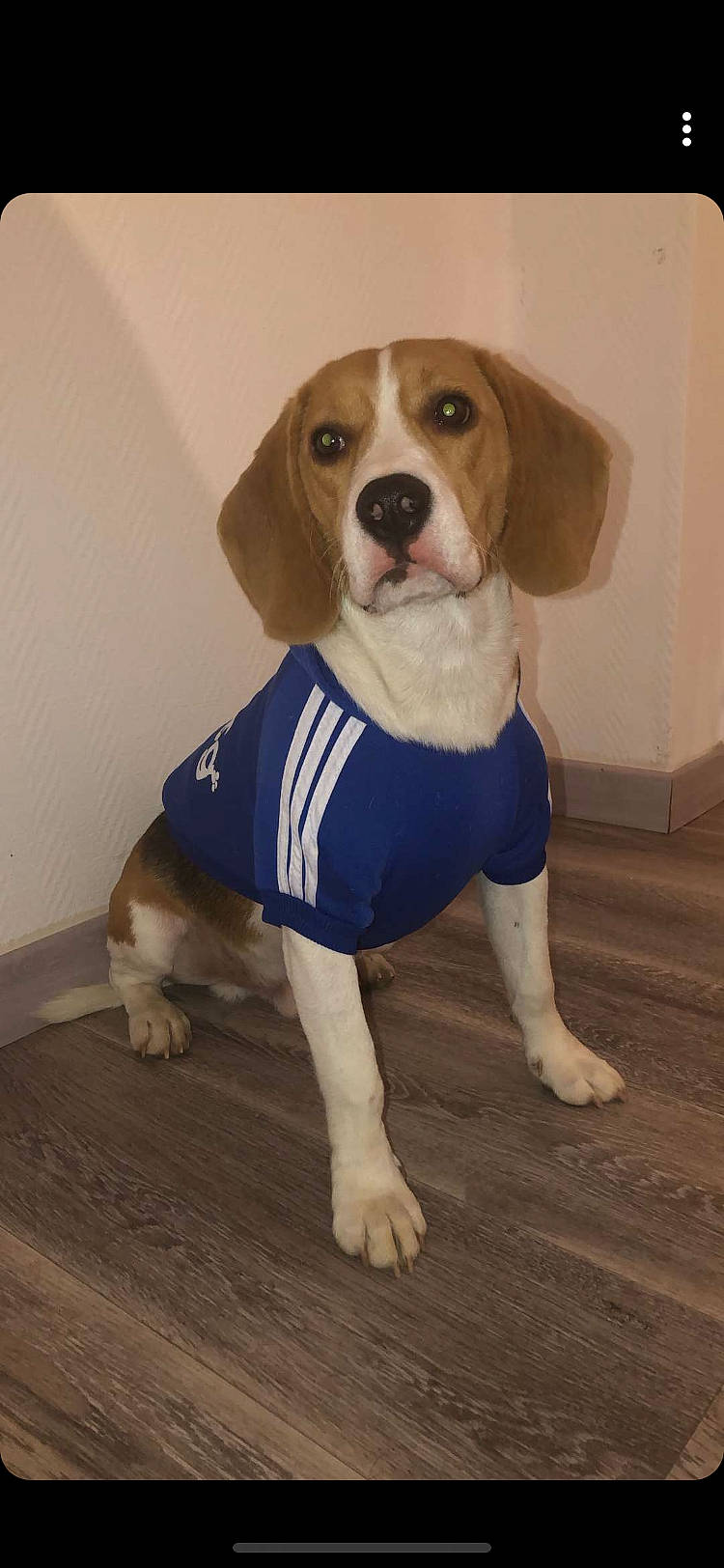 Paco a rejoint le concours — aidez-le/la à gagner de superbes lots ! american_foxhound, beagador, beagle, beagle_harrier, beaglier, canidae, carnivore, companion_dog, dog, dog_breed, finnish_hound, hamiltonstovare, harrier, mammal, pocket_beagle, puppy, serbian_tricolour_hound, snout, treeing_walker_coonhound, vertebrate