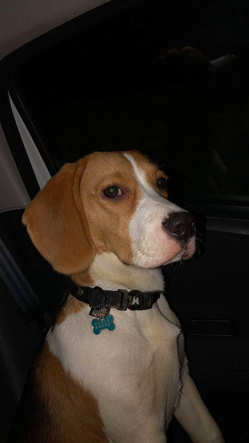 Paco participe au concours pour gagner de l'argent avec cette photo : american_foxhound, beagle, beagle_harrier, braque_saint_germain, canidae, carnivore, companion_dog, dog, dog_breed, drever, english_foxhound, estonian_hound, finnish_hound, harrier, mammal, rare_breed_dog, snout, sporting_group, treeing_walker_coonhound, vertebrate