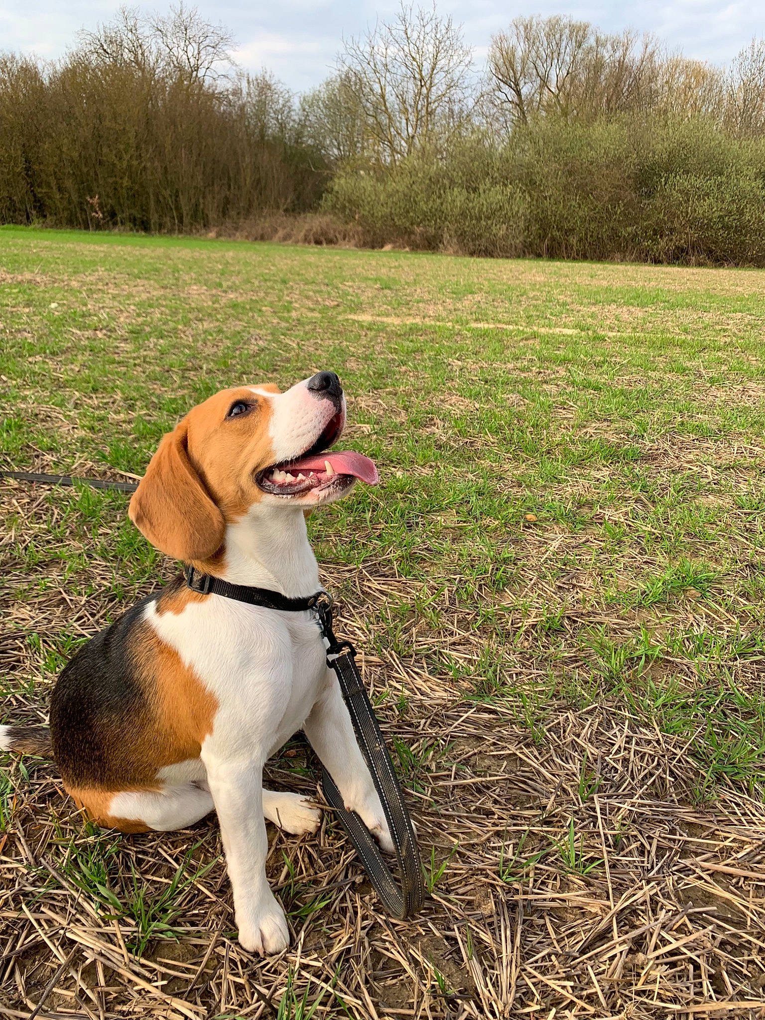 Paco participe au concours pour gagner de l'argent avec cette photo : american_foxhound, beagle, beagle_harrier, canidae, carnivore, dog, dog_breed, english_foxhound, estonian_hound, finnish_hound, grass, harrier, hound, hunting_dog, mammal, posavac_hound, serbian_tricolour_hound, treeing_walker_coonhound, vertebrate, westphalian_dachsbracke