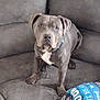 Mr. Blu is registered to the contest to win money with this photo: dog, pitbull, gray_dog, couch, indoor, pet, animal, blue_collar, blanket, seated, looking_up, fur, ears, face, domestic_animal, comfort, home, furniture, canine, companion