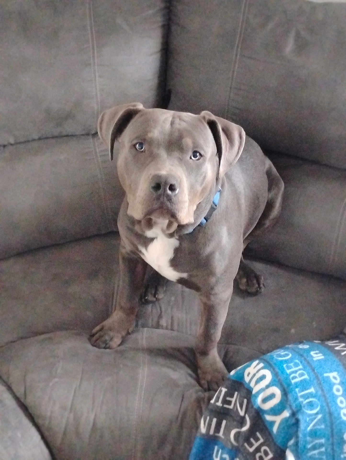 Mr. Blu is registered to the contest to win money with this photo: dog, pitbull, gray_dog, couch, indoor, pet, animal, blue_collar, blanket, seated, looking_up, fur, ears, face, domestic_animal, comfort, home, furniture, canine, companion