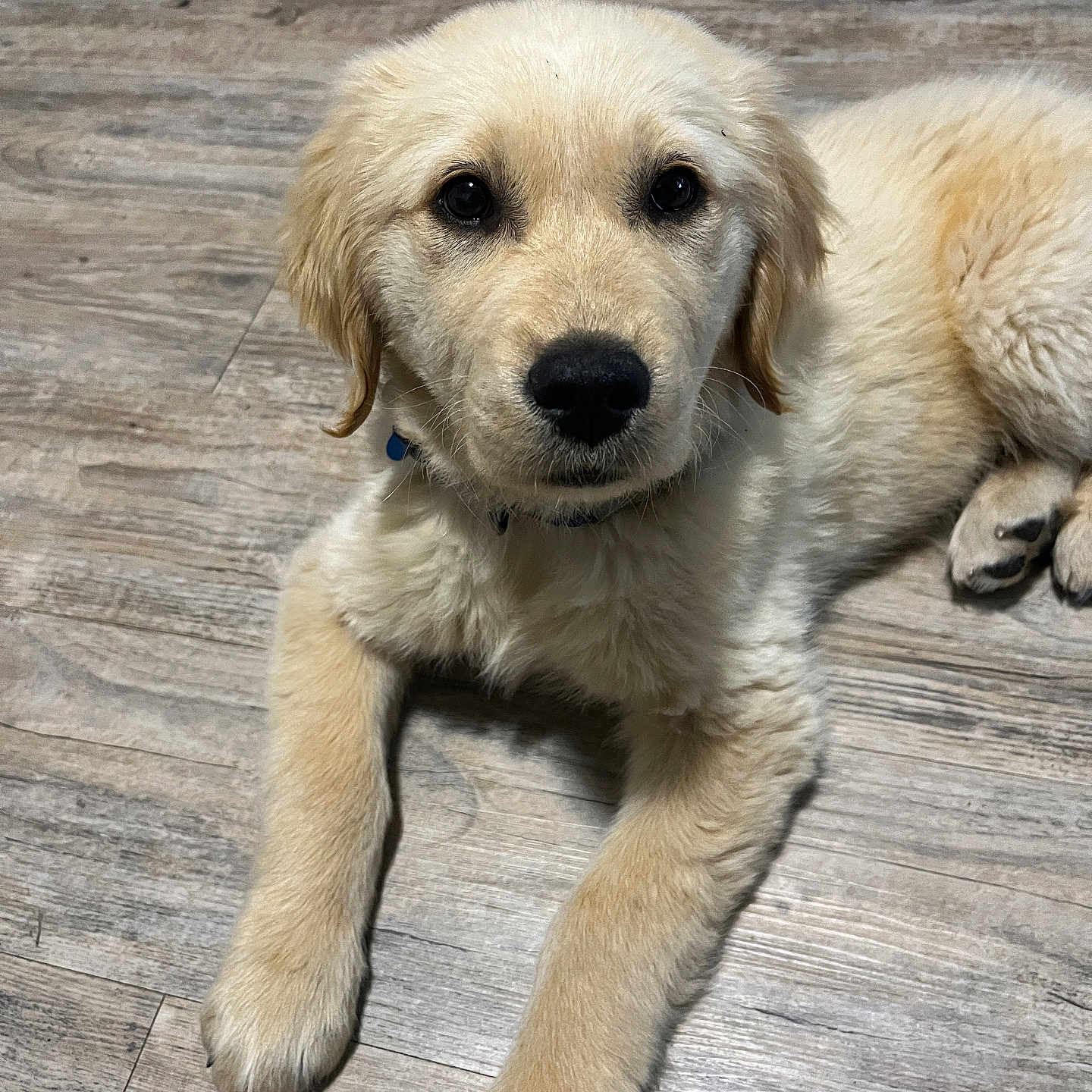 Aslan joined the competition — help win amazing prizes! animal, canine, cockerspaniel, dog, goldenretriever, hound, labradorretriever, pet, poodle, puppy, terrier, whitedog, wood