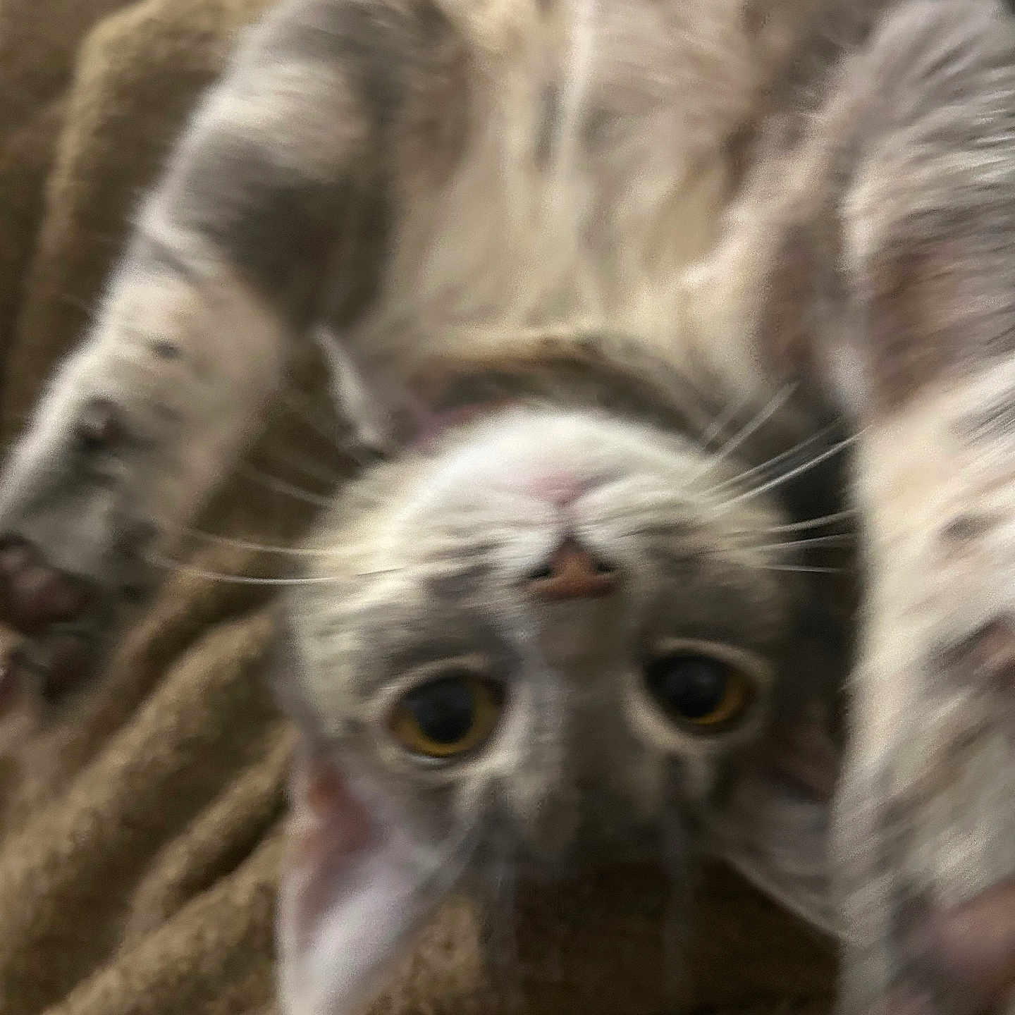 Binekane a rejoint le concours — aidez-le/la à gagner de superbes lots ! animal, blurry, brown_blanket, cat, close_up, curious, cute, ears, eyes, feline, fur, indoor, lying_down, nose, paw, pet, playful, relaxed, upside_down, whiskers