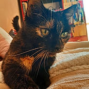 Kitka a rejoint le concours — aidez-le/la à gagner de superbes lots ! cat, tortoiseshell, pet, animal, close_up, whiskers, fur, eyes, indoor, blanket, cozy, furniture, bookshelf, curious, paw, relaxed, soft, home, mammal, domestic