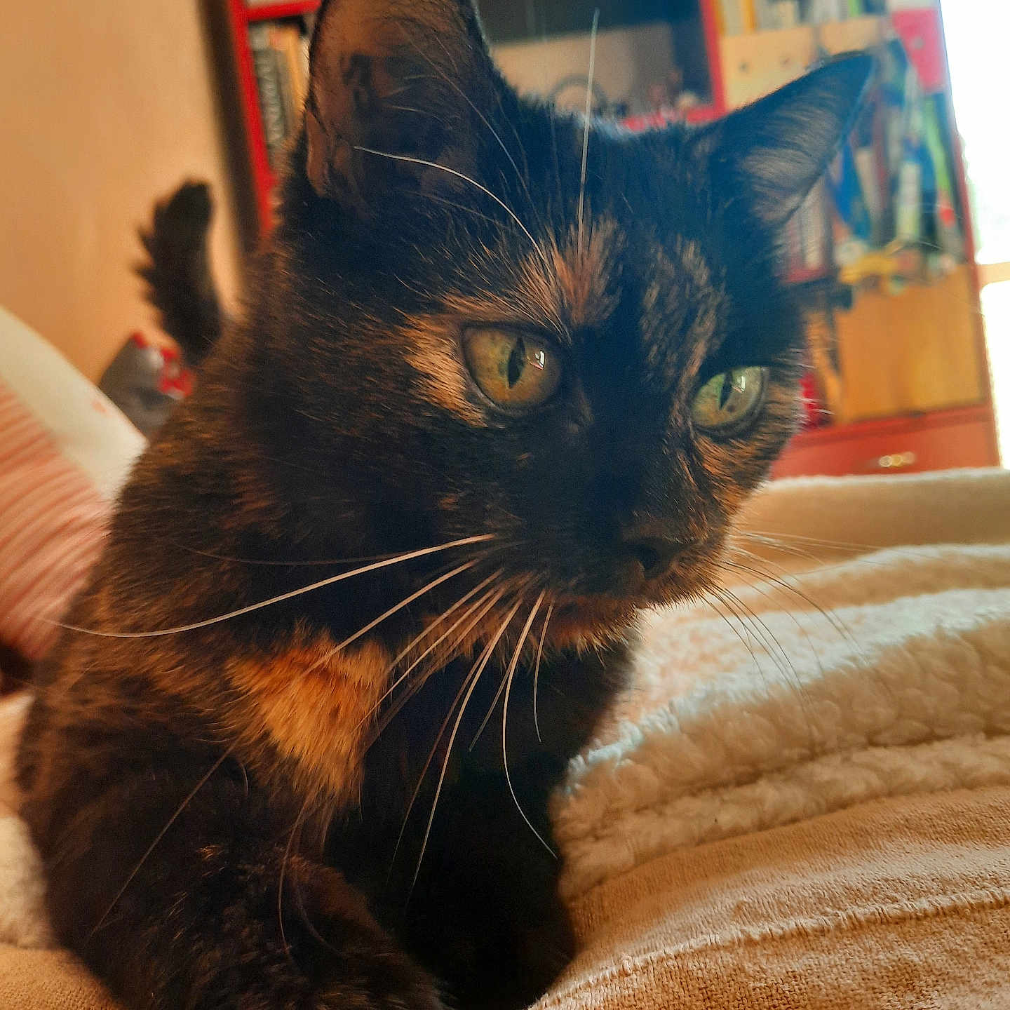 Kitka a rejoint le concours — aidez-le/la à gagner de superbes lots ! animal, blanket, bookshelf, cat, close_up, cozy, curious, domestic, eyes, fur, furniture, home, indoor, mammal, paw, pet, relaxed, soft, tortoiseshell, whiskers