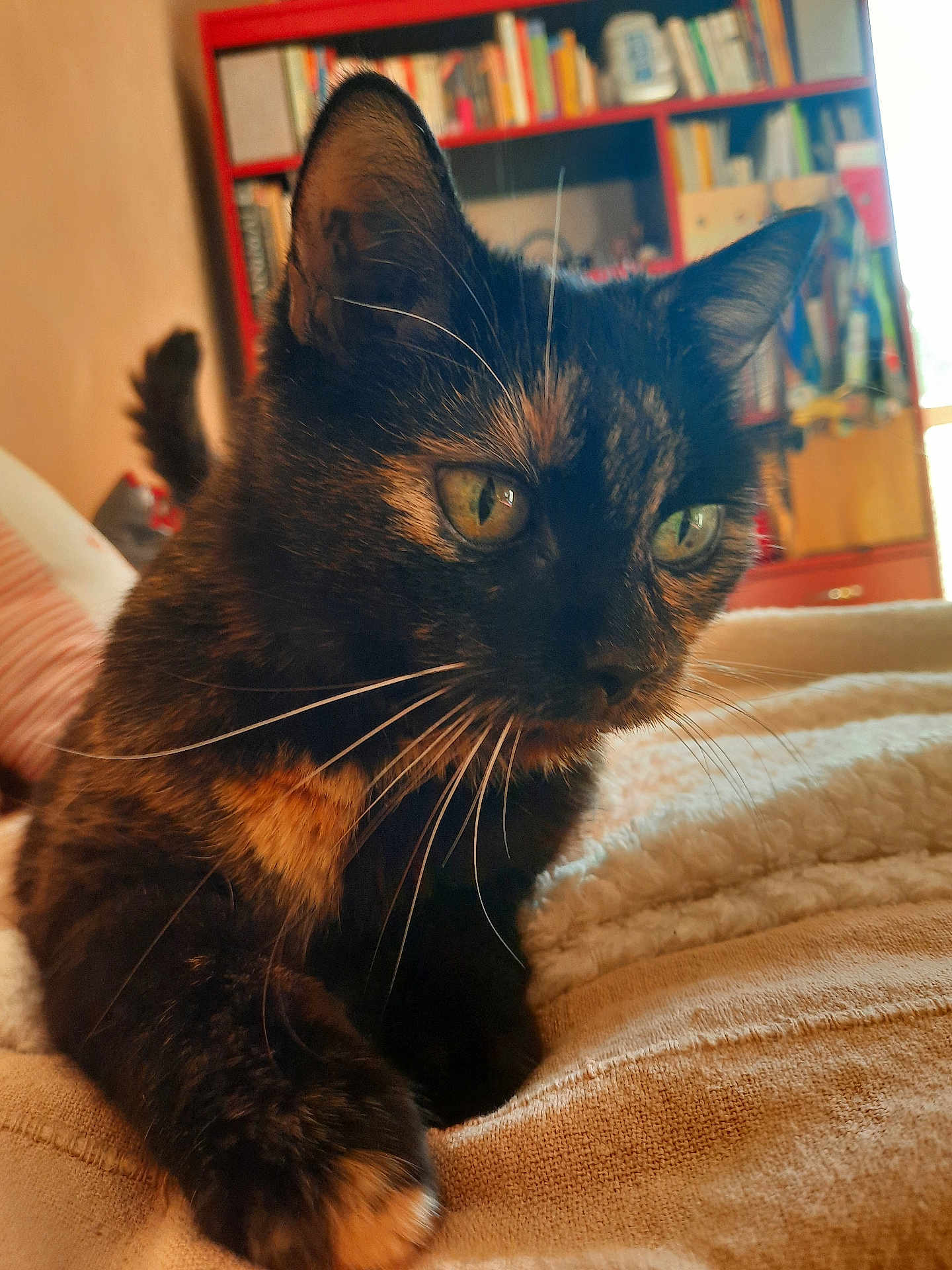 Kitka a rejoint le concours — aidez-le/la à gagner de superbes lots ! cat, tortoiseshell, pet, animal, close_up, whiskers, fur, eyes, indoor, blanket, cozy, furniture, bookshelf, curious, paw, relaxed, soft, home, mammal, domestic