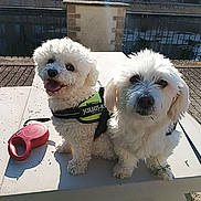 Junior Et Oupette participe au concours pour gagner de l'argent avec cette photo : dog, dogs, white_dog, fluffy, pet, outdoor, bench, sunlight, harness, retractable_leash, canal, water, trees, building, daytime, panting, cute, animal, friendship, companion
