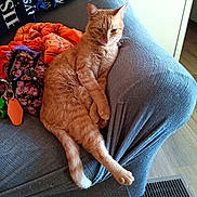 Snuggles joined the competition — help win amazing prizes! blanket, cat, couch, cozy, domestic_animal, feline, floor_vent, floral_bag, furniture, gray_couch, home, indoor, orange_blanket, orange_cat, pet, relaxed, resting, stretching, tabby_cat, wood_floor