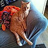 blanket, cat, couch, cozy, domestic_animal, feline, floor_vent, floral_bag, furniture, gray_couch, home, indoor, orange_blanket, orange_cat, pet, relaxed, resting, stretching, tabby_cat, wood_floor