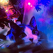 Kai joined the competition — help win amazing prizes! cat, christmas_tree, holiday_lights, colorful_lights, curious_cat, closeup, festive, indoor, pet, whiskers, animal, decorations, night, purple_light, blue_light, pink_light, cute, wide_eyes, fur, celebration