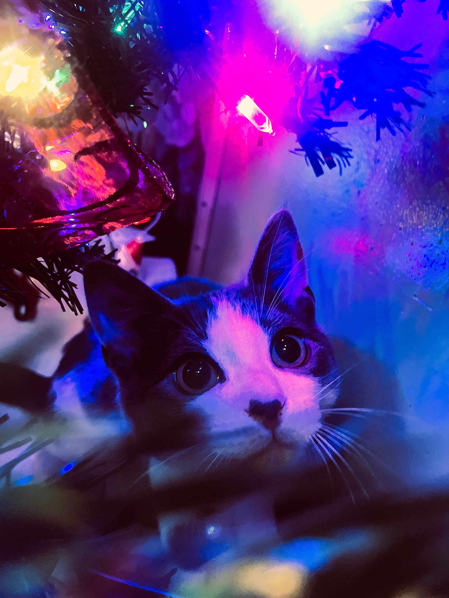 Kai joined the competition — help win amazing prizes! cat, christmas_tree, holiday_lights, colorful_lights, curious_cat, closeup, festive, indoor, pet, whiskers, animal, decorations, night, purple_light, blue_light, pink_light, cute, wide_eyes, fur, celebration