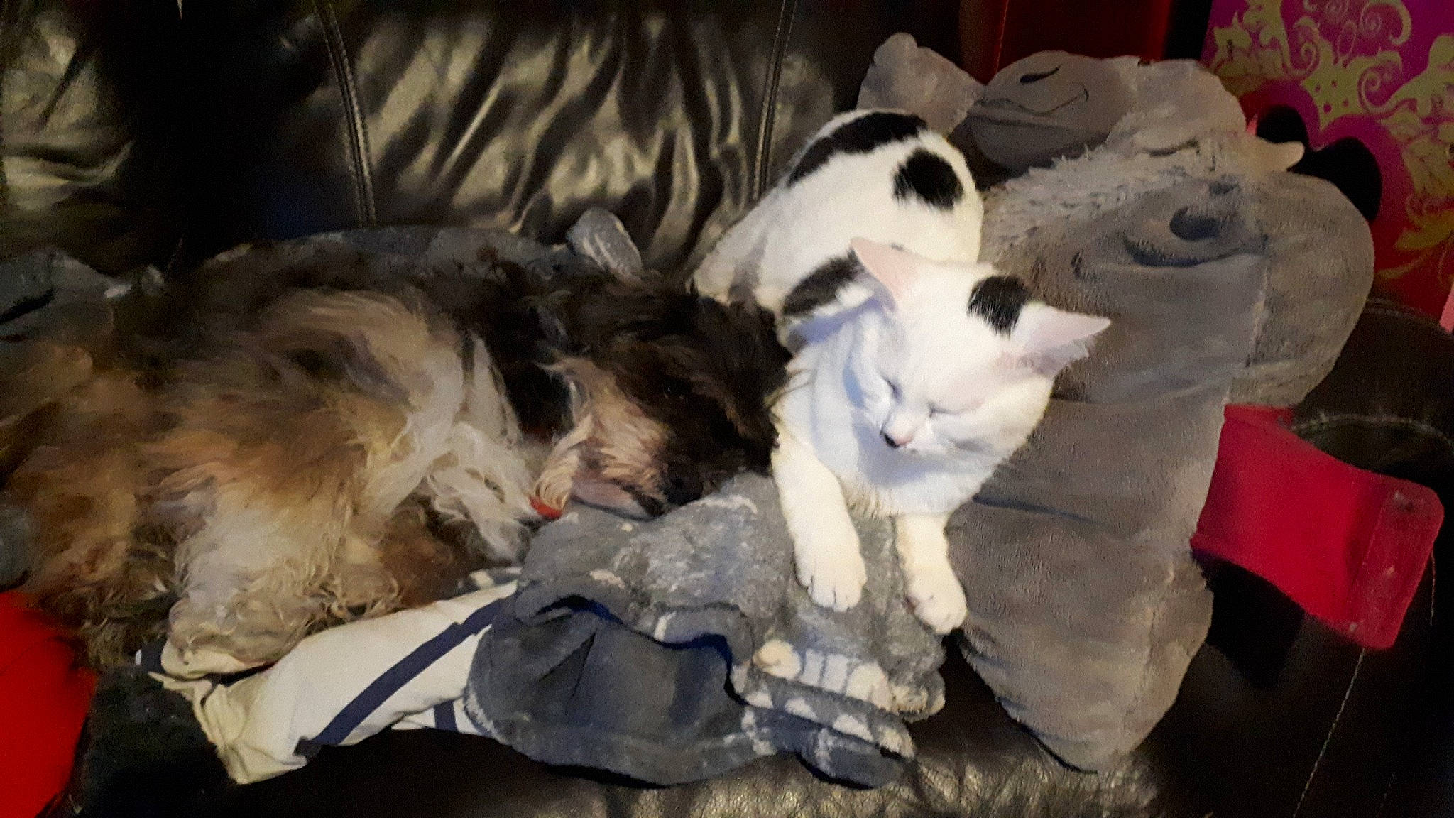 Comète participe au concours pour gagner de l'argent avec cette photo : canidae, carnivore, cat, companion_dog, dog, dog_breed, felidae, fox_terrier, mammal, nap, non_sporting_group, paw, puppy, puppy_love, shih_tzu, sporting_group, vertebrate, whiskers