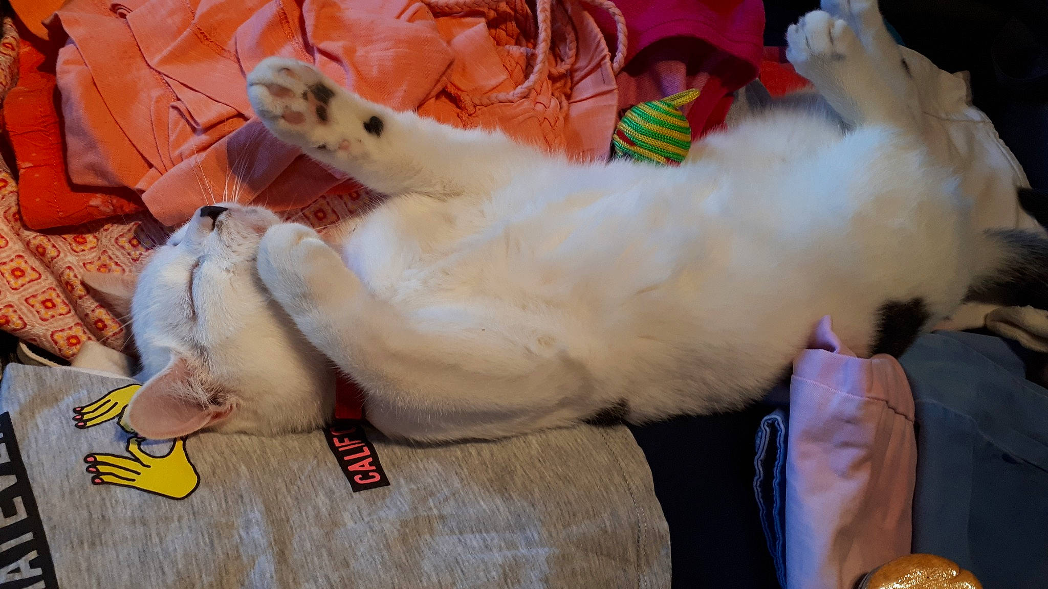 Comète a rejoint le concours — aidez-le/la à gagner de superbes lots ! canidae, carnivore, companion_dog, dog_breed, fur, paw, sporting_group