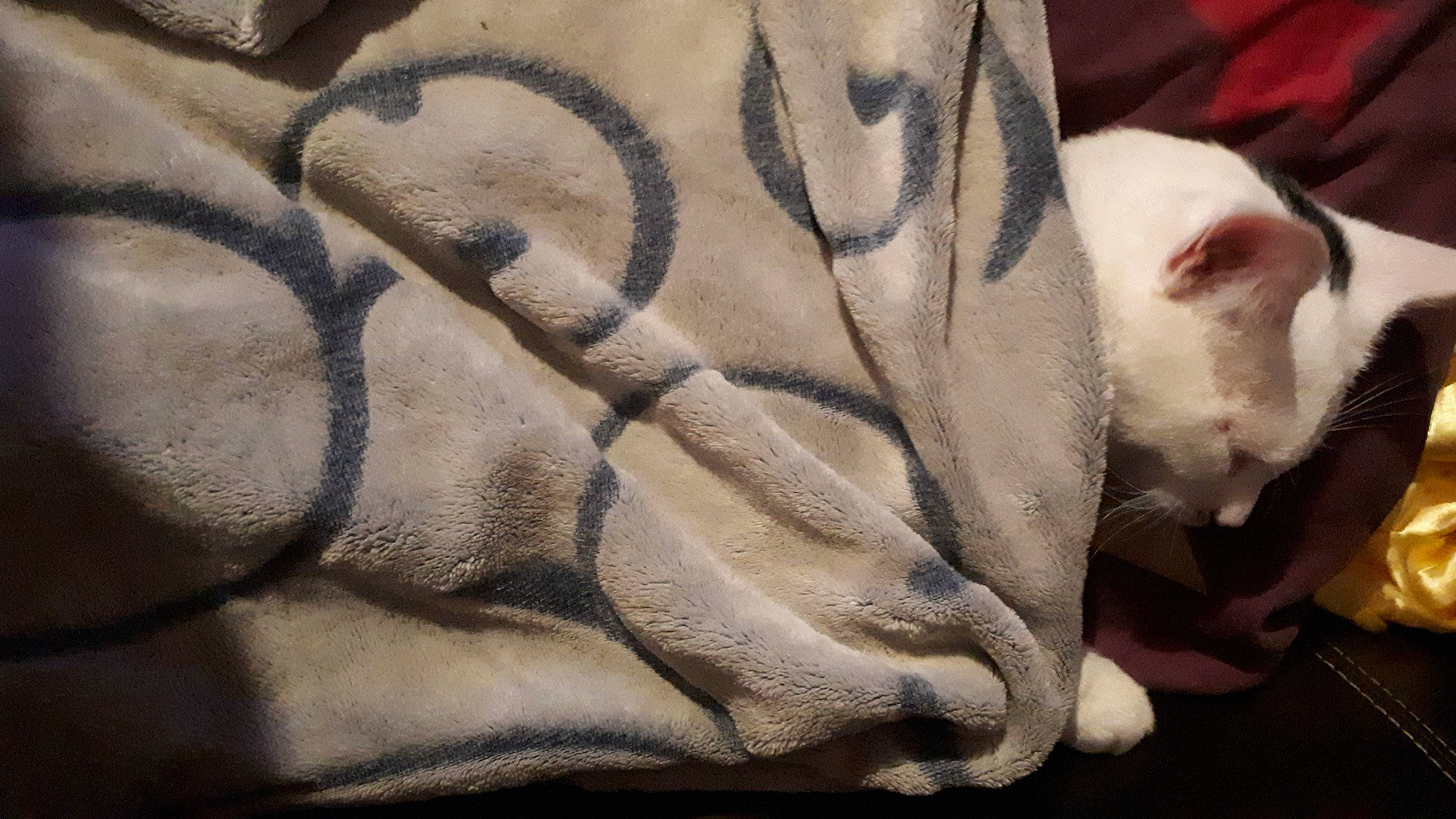 Comète a rejoint le concours — aidez-le/la à gagner de superbes lots ! beige, canidae, carnivore, cat, fawn, felidae, fur, non_sporting_group, paw, small_to_medium_sized_cats, snout, tail, whiskers