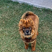 Rambo joined the competition — help win amazing prizes! dog, canine, pet, fluffy, brown_fur, grass, outdoor, animal, curious, standing, tail, ears, snout, collar, mammal, nature, looking, alert, companion, friendly