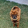dog, canine, pet, fluffy, brown_fur, grass, outdoor, animal, curious, standing, tail, ears, snout, collar, mammal, nature, looking, alert, companion, friendly