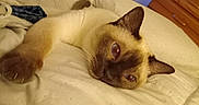 Booker joined the competition — help win amazing prizes! cat, siamese_cat, pet, animal, feline, lying_down, bed, bedding, indoors, bedroom, cozy, relaxed, upside_down, close_up, whiskers, blue_eyes, brown, cream_fur, ears, home