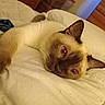 cat, siamese_cat, pet, animal, feline, lying_down, bed, bedding, indoors, bedroom, cozy, relaxed, upside_down, close_up, whiskers, blue_eyes, brown, cream_fur, ears, home