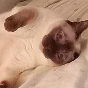 Booker is registered to the contest to win money with this photo: cat, siamese_cat, pet, animal, sleeping, lying_down, upside_down, paws, face, whiskers, short_hair, pointed_ears, brown, cream, bed, bedding, indoors, cozy, close_up, relaxed