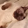 cat, siamese_cat, pet, animal, sleeping, lying_down, upside_down, paws, face, whiskers, short_hair, pointed_ears, brown, cream, bed, bedding, indoors, cozy, close_up, relaxed