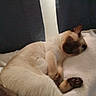 Booker joined the competition — help win amazing prizes! cat, siamese_cat, sleeping, lying_down, relaxed, pet, feline, fur, paws, whiskers, ears, indoors, bed, blanket, cushion, cozy, home, portrait, resting, brown_and_cream