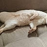 Booker is registered to the contest to win money with this photo: cat, sleeping, relaxed, lying_down, couch, sofa, indoor, pet, cream_colored, white_fur, brown_markings, blue_eyes, paws, tail, ears, animal, cozy, resting, home, portrait