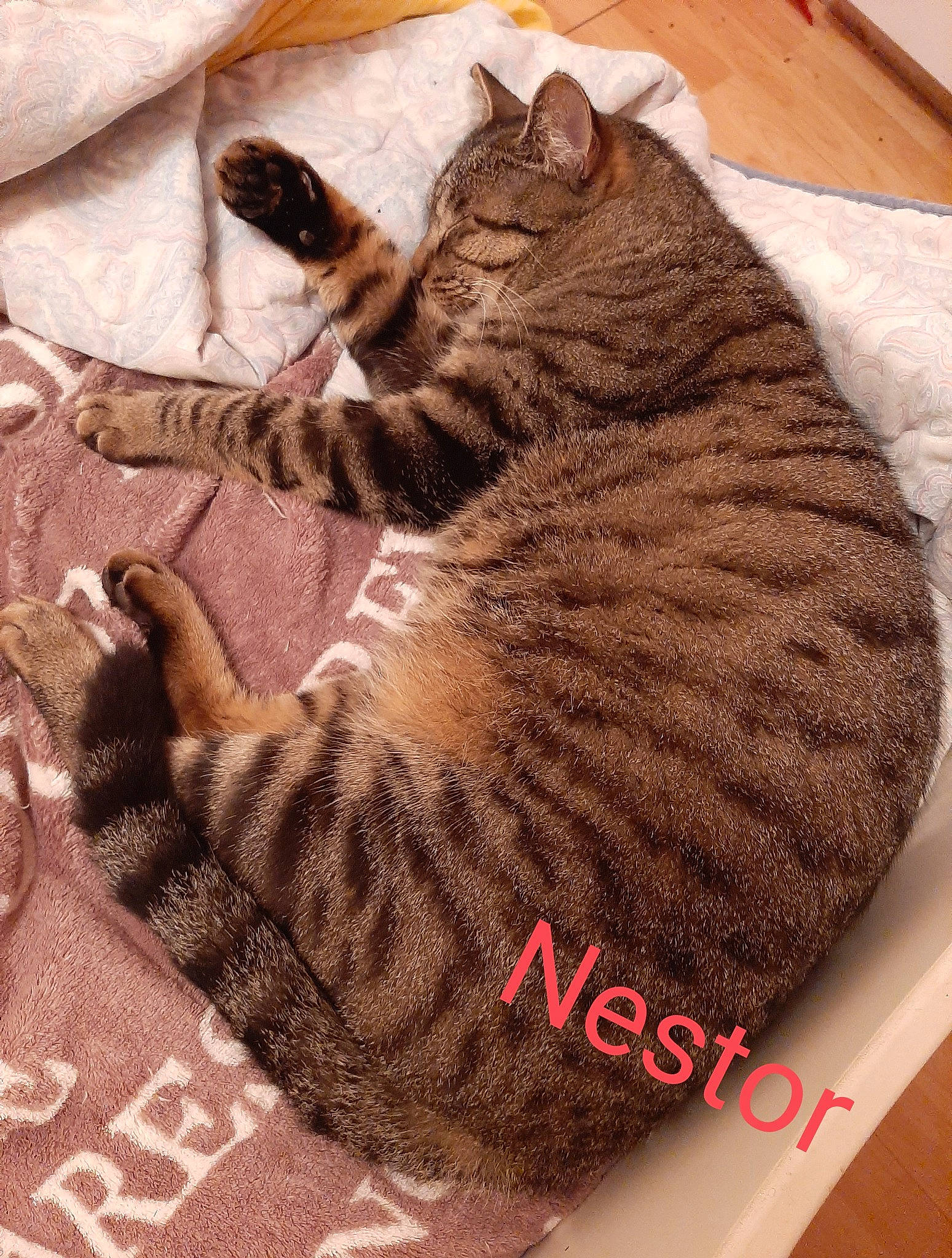 Nestor
