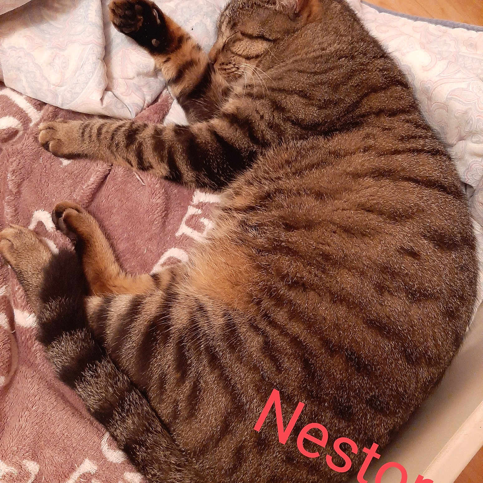 Nestor