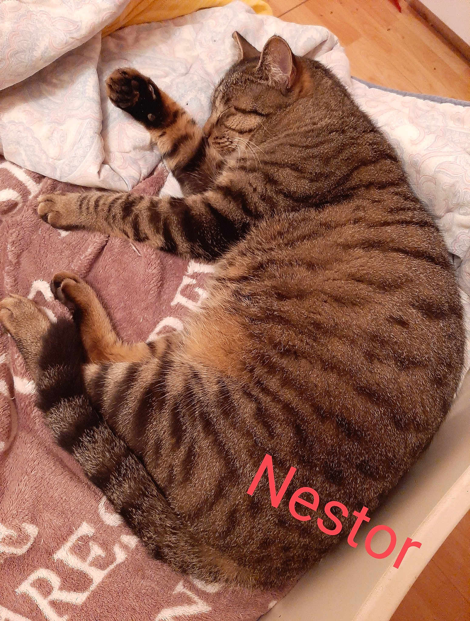Nestor