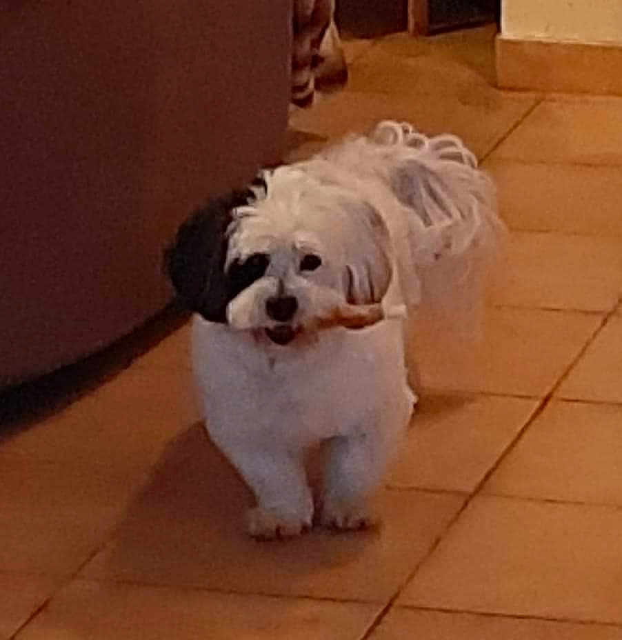 Biscuit