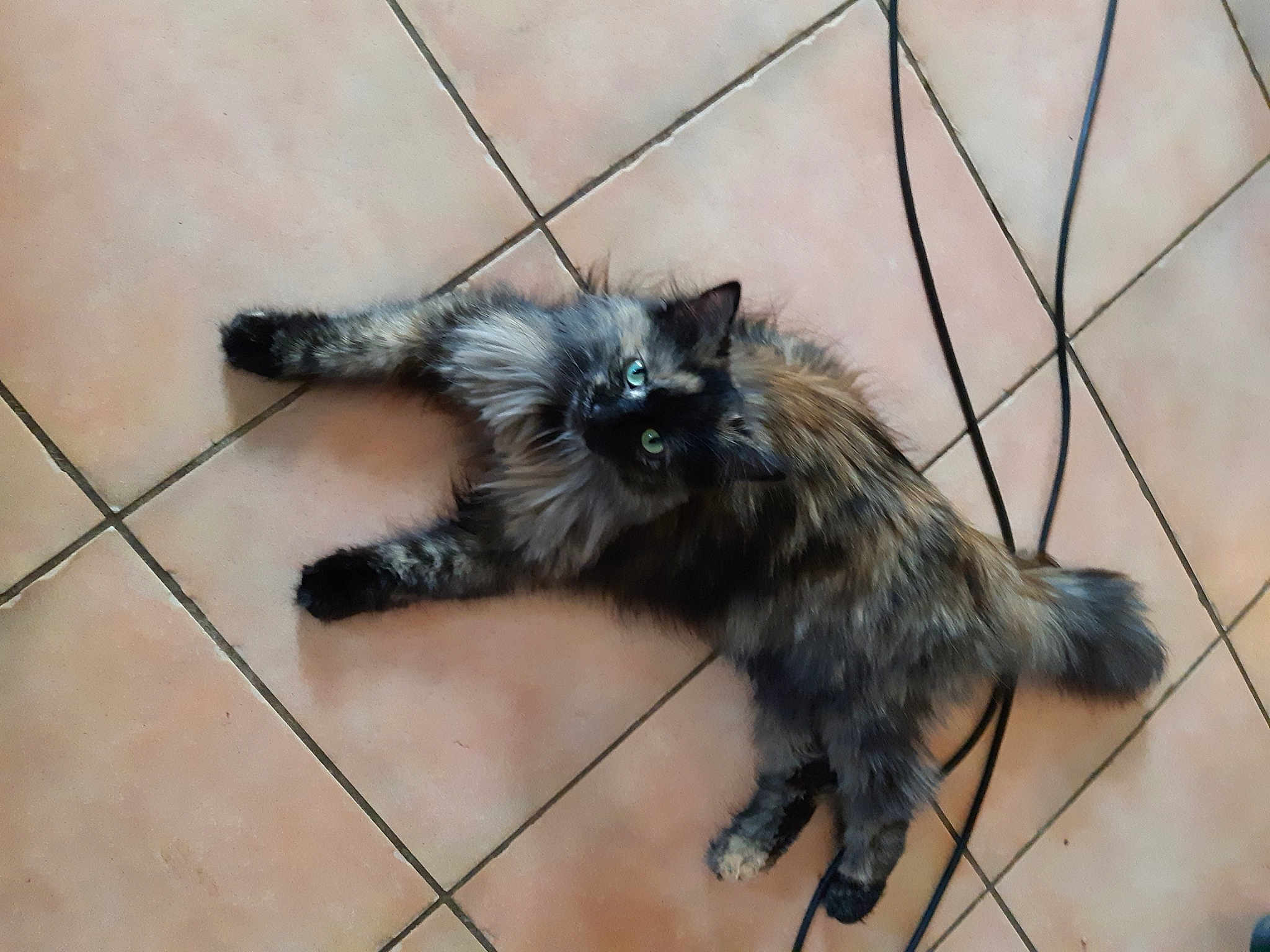 Nouba