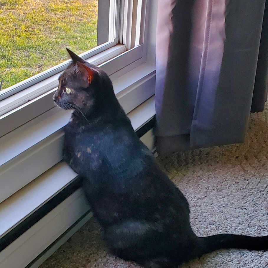 Gizmo is registered to the contest to win money with this photo: abyssinian, animal, blackcat, cat, couch, curtain, furniture, hardwood, homedecor, indoors, kitten, manx, pet, window, windowshade, windowsill, wood